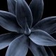 Strada Photography Inc